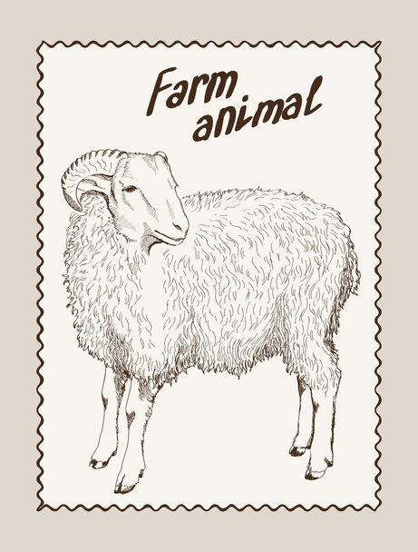 sheep breeding - Vektör, Görsel