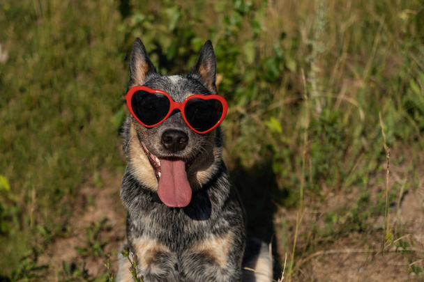 Австралийский голубой каблук улыбается счастливая собака в сердце солнцезащитные очки на траве.  - Фото, изображение