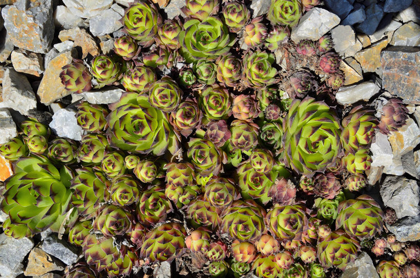 Houseleek (Sempervivum soboliferum) - bella pianta succulenta decorativa per giardino o parco paesaggistico. Grappolo di piante grasse rosette in roccia o giardino alpino. Progettazione del paesaggio - Foto, immagini