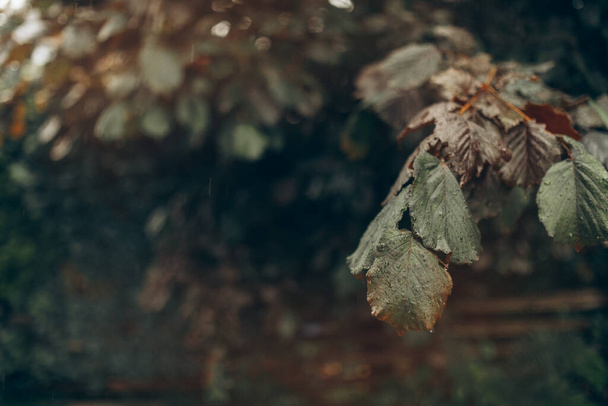 Background with a Hazelnut leaf. - Photo, Image