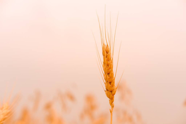 Campo de cevada de trigo. uma espigueta dourada de closeup de trigo. Conceito de colheita. - Foto, Imagem