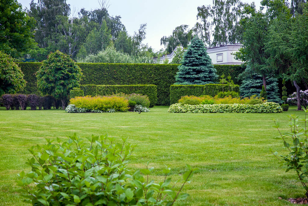 landscape design of a glade with green grass and copy space in the background hedge of evergreen thuja and leafy bushes and trees in the backyard garden. - Foto, afbeelding
