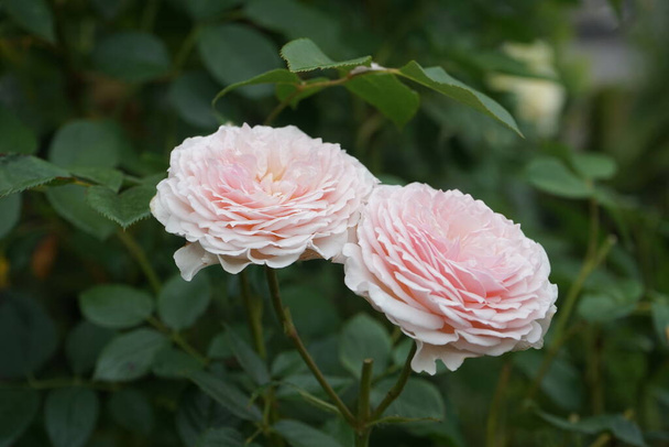 Английская роза "Джеймс Голуэй" от Дэвида Остина. Потрясающе красивые цветки с лакомым оттенком. Берлин, Германия - Фото, изображение
