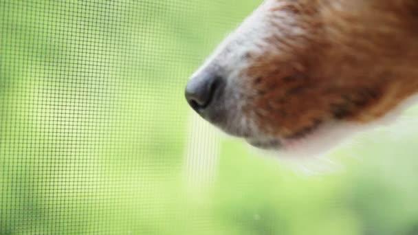 Primer plano del hocico de perro contra fondo verde - Metraje, vídeo