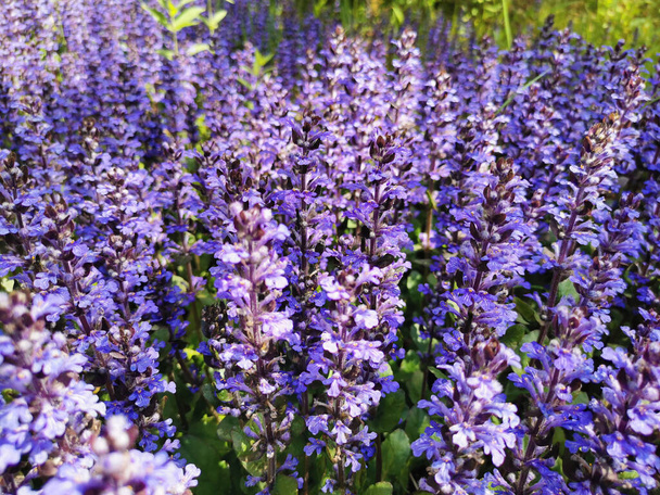 Detailní záběr fialových květů ozdobného mechu na pozadí zelených listů . - Fotografie, Obrázek