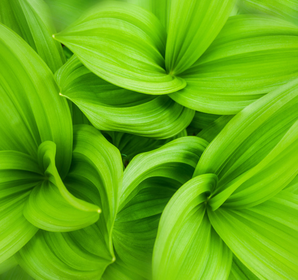 Πράσινο φύλλα αφηρημένο φόντο - Φωτογραφία, εικόνα