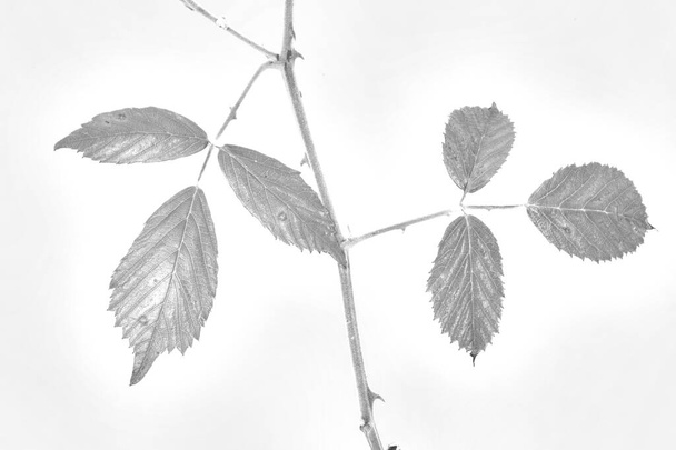 Rubus ulmifolius image of this flower desaturating the color and leaving a black and white outline with the lines that draw the silhouette of the plant scheme - Foto, afbeelding