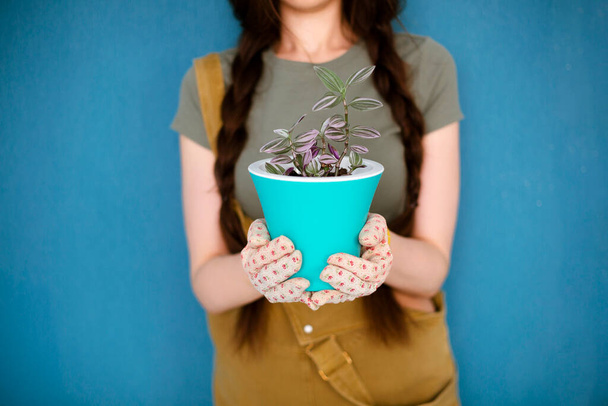 Młoda kobieta z plecionymi włosami uśmiechnięta i demonstrująca garnek z rośliną domową na niebieskim tle - Zdjęcie, obraz