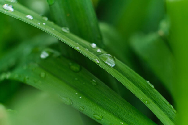 hierba con gotas de lluvia macro. hojas verdes frescas. rocío de la mañana, después de la lluvia, el sol brilla en las hojas. - Foto, imagen