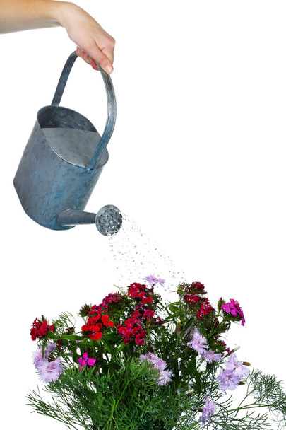 Water can watering flowers - Valokuva, kuva