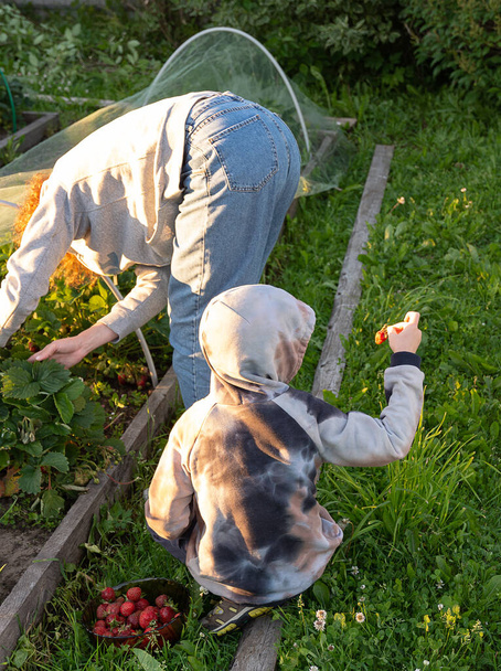 Maminka a syn sbírají jahody při západu slunce večer, koncepce sklizně. strana země. - Fotografie, Obrázek