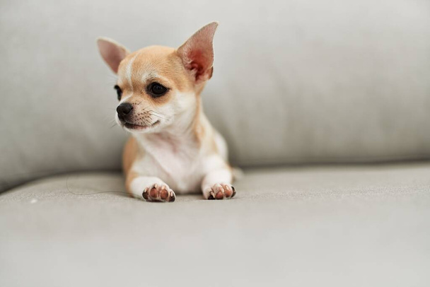Piękny mały pies chihuahua leżący spoczywa na kanapie w domu - Zdjęcie, obraz