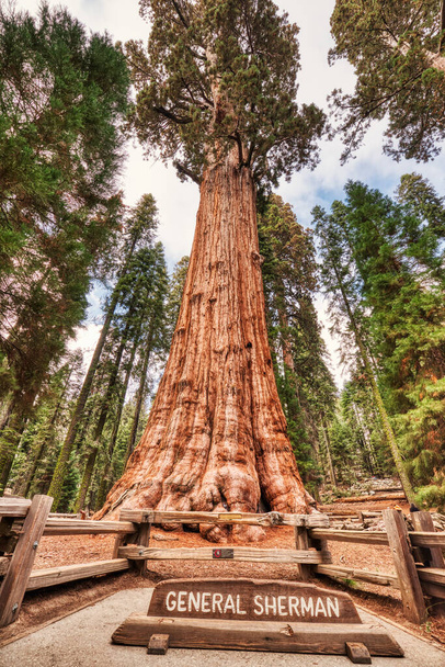 Дерево Шерман у національному парку Секвоя, каліфорнія, уса.  - Фото, зображення