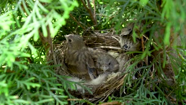 Pintos de aves selvagens aguardam o retorno da enfermeira no ninho. Filhotes no ninho. - Filmagem, Vídeo