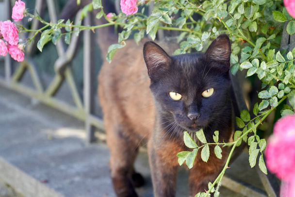 Porträt einer dunkelbraunen apathischen Katze im Garten. - Foto, Bild