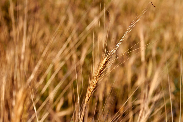 乾燥した茶色の有機小麦の小穂の穀物を密接に. - 写真・画像