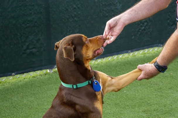 Brincalhão Pitbull cão passando por taining enquanto em instalações de resgate - Foto, Imagem