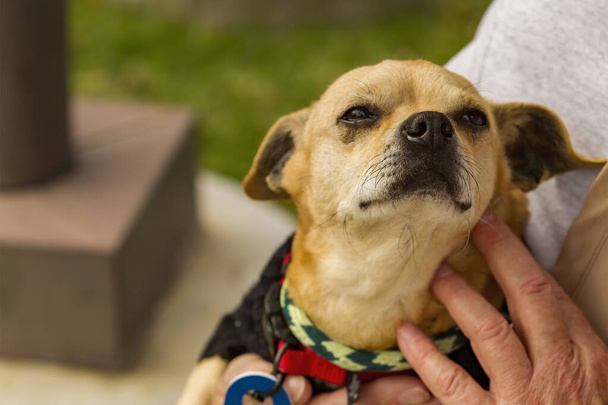 Chihuahua Terrier mixte plus âgé dans les bras d'un dresseur et gardien dans un centre de poursuites pour chiens - Photo, image