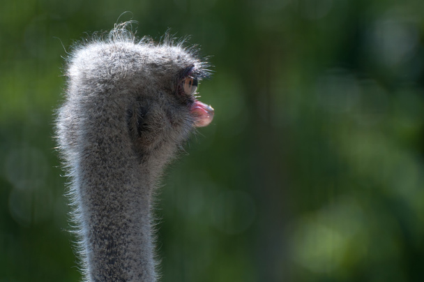 struisvogels camelus - Foto, afbeelding
