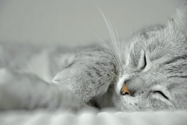 Grey cat portrait - Fotó, kép
