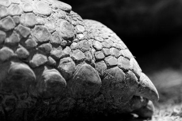 Kaplumbağa bacak - Fotoğraf, Görsel