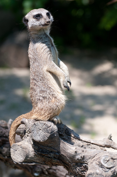 Suricate standing on an old tree - Photo, Image