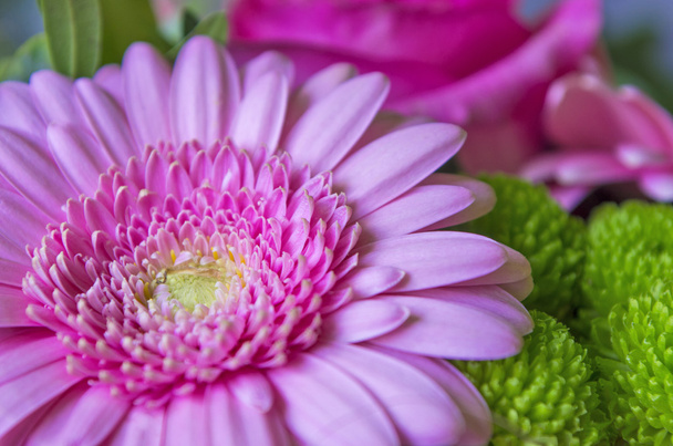 Pink gerbera flower - Photo, Image