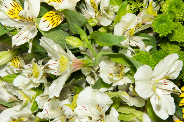 Blanc brillant, Alstroemeria de la famille des Asteraceae ou lis péruvien en vrac - Photo, image