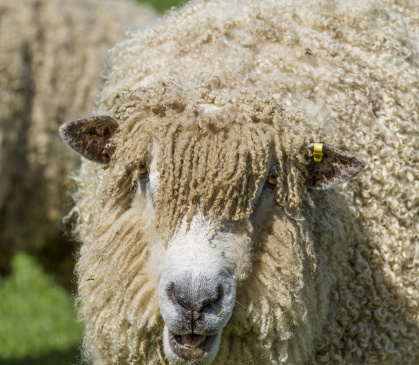 Cotswold lew owiec - Zdjęcie, obraz