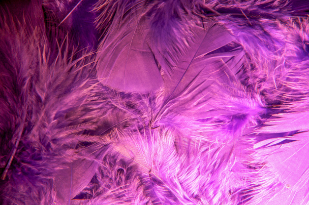 Detailní záběr na sadu načechraného a hladkého fialového a fialového peří - Fotografie, Obrázek