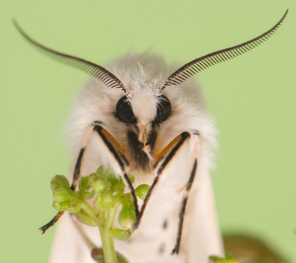mariposa nocturna - Spilosoma lubricipeda
 - Foto, imagen