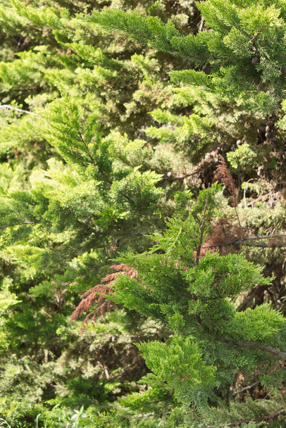lush garden with pine leaves and branches - Фото, изображение