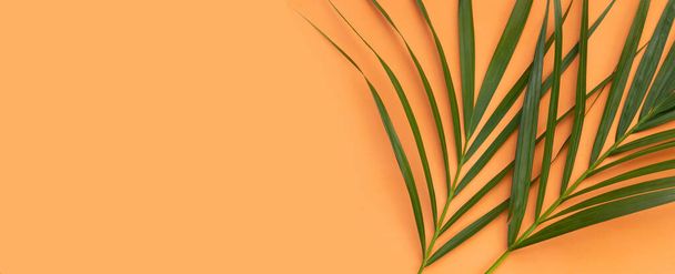 Trooppiset palmunlehdet oranssilla pohjalla. Kesän tausta käsite - Valokuva, kuva
