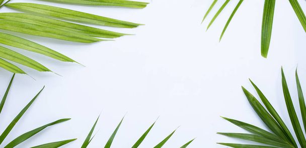 Beyaz arka planda tropik palmiye yaprakları. Yaz arkaplanı kavramı - Fotoğraf, Görsel