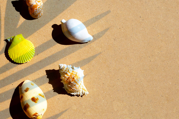 茶色の背景にエキゾチックな海の貝。夏の背景コンセプト - 写真・画像