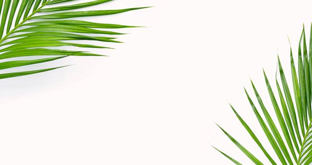Tropische Palmenblätter auf weißem Hintergrund. Sommerliches Hintergrundkonzept - Foto, Bild