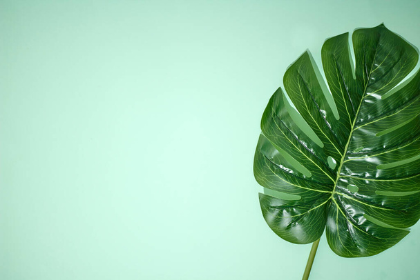 Тропические листья Монстера на деревянном фоне - Фото, изображение