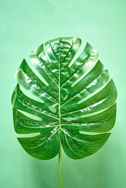 Тропические листья Монстера на деревянном фоне - Фото, изображение