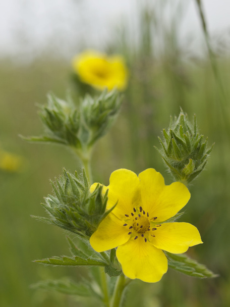 gelbe Blüte - Foto, Bild