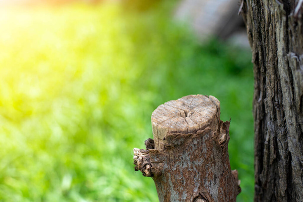 Tree stump on green nature background. Environmental and social issues concept. - Foto, imagen
