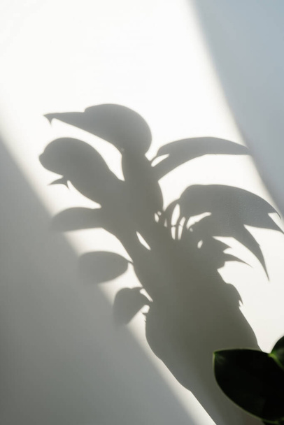The shadow of a plant in a flower pot. - Foto, imagen