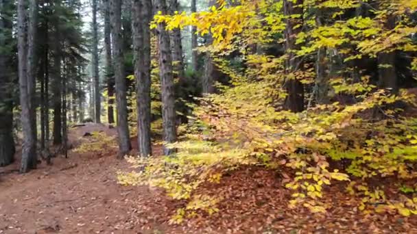 Yellow dry leaves in natural autumn forest.Autumn leaf color is a phenomenon that affects normal green leave of many deciduous trees shrubs by which nature woodland mixed leaf tree calm tranquil excellent amazing beautiful real beauty gorgeous 4K - Footage, Video