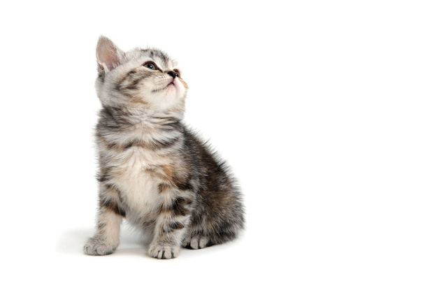 a gray striped purebred kitten sits on a white background - Фото, изображение