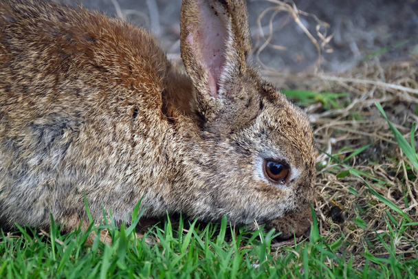 I conigli sono piccoli mammiferi della famiglia dei Leporidi dell'ordine Lagomorpha. L'Oryctolagus cuniculus comprende la specie di coniglio europea e i suoi discendenti, le 305 razze di coniglio domestico del mondo - Foto, immagini