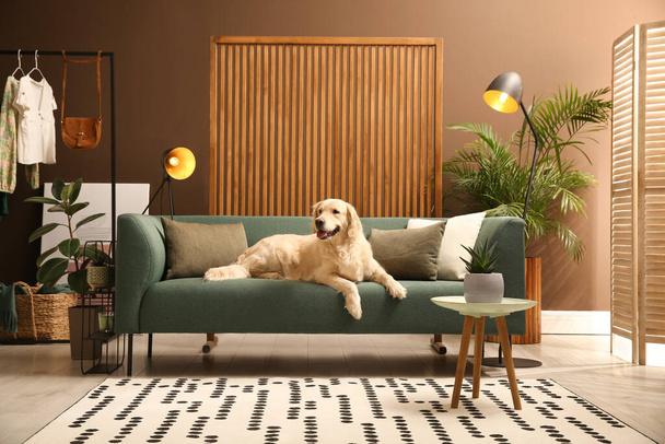 Modern living room interior. Cute Golden Labrador Retriever on couch - Fotoğraf, Görsel