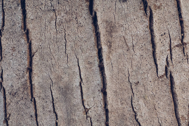 Close-up shot Wood tree outer bark in wild forest. Outermost layer of dead tissue on surface stem. Beauty power nature. Texture light brown gray colour abstract design background. Collection in stock - Photo, Image