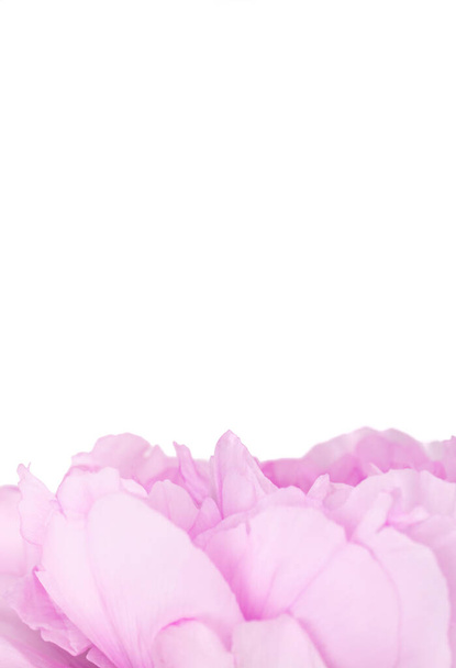 Pétalos de peonía rosa sobre fondo blanco
 - Foto, imagen