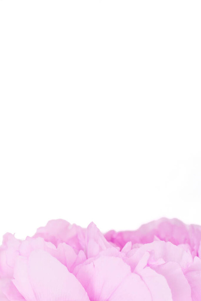 рожеві пелюстки півонії на білому тлі
 - Фото, зображення