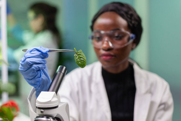 Botanik pobierający próbkę liści z szalki Petriego odkrywającej biologiczną mutację genetyczną - Zdjęcie, obraz