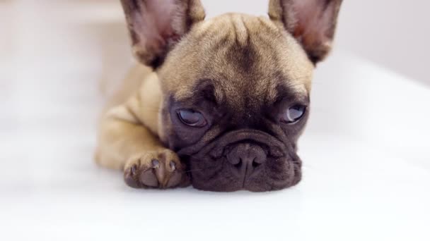 かわいいフランスのブルドッグ子犬 - 映像、動画